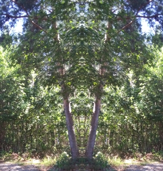 20200804 Baum Spiegelbild ChrisTina Maywald