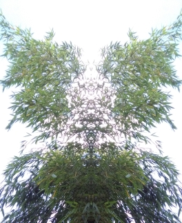 20200812 Bambus Spiegelbild ChrisTina Maywald